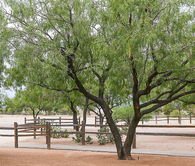 Native Plants For Your Garden Las Cruces Bulletin